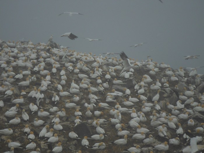 20 JUNE 2012 - CAPE ST MARY'S - NEWFOUNDLAND