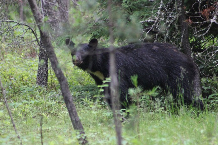28 JULY 2012 - BLACK BEAR ENCOUNTER - APGAR CAMPGROUND