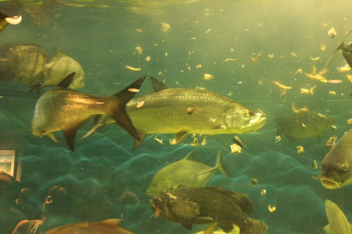 10 september 2012 - Lake Jackson Texas Aquarium