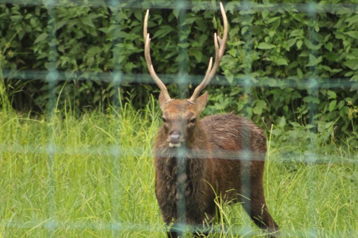 16 september 2012 - Wild Animal - west Columbia Texas