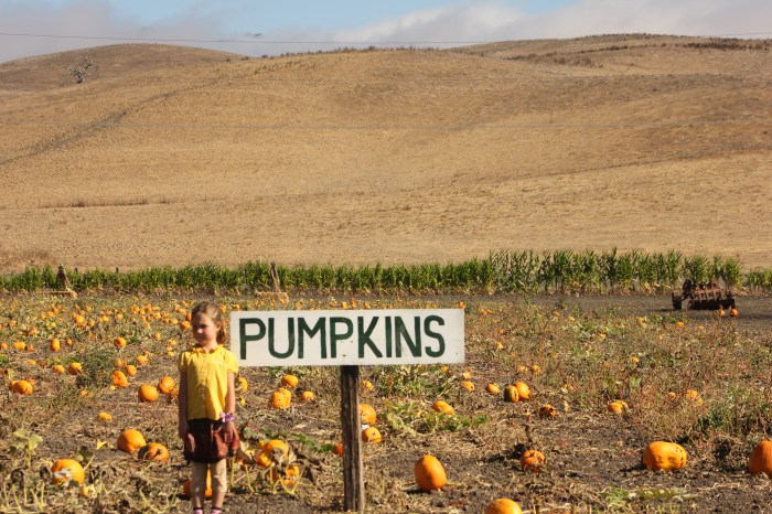 20 October 2012 - Pumpkin Patch Petaluma Palifornia
