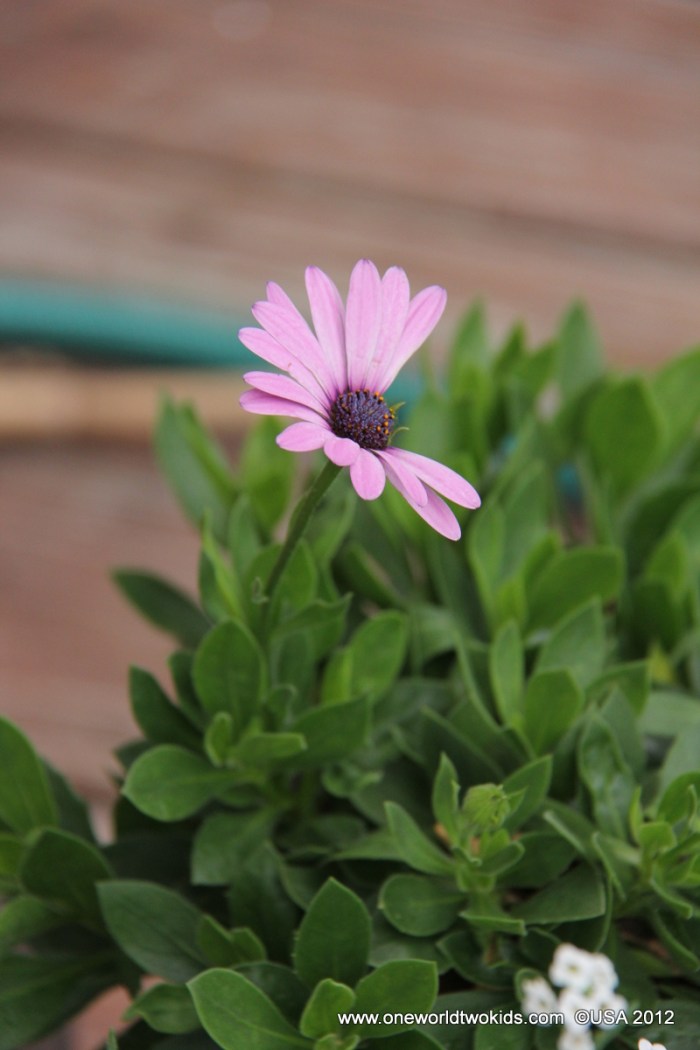 120510 America TX 02377